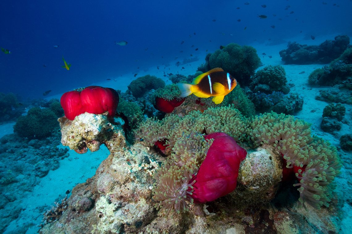 Red Sea Diving Safari / Wadi Lahami - Diving Holidays